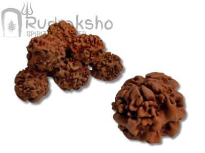 Nirakar or 0 Mukhi Rudraksha from Nepal